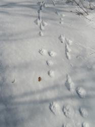 Vlčí stopy